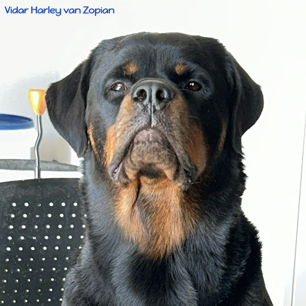vidar-harley-van-zopian