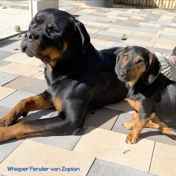 whisper-fender-van-zopian