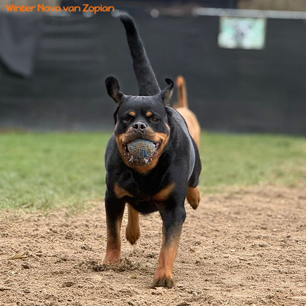 winter-nova-van-zopian