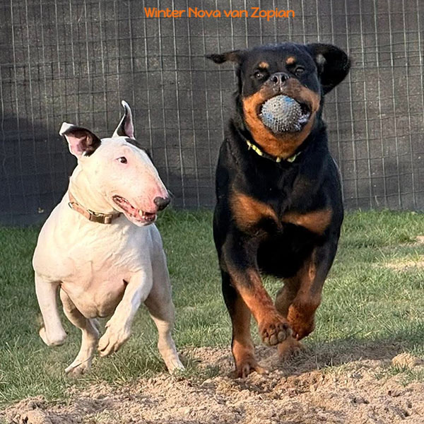 winter-nova-van-zopian