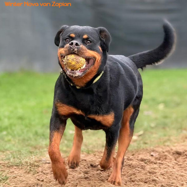 winter-nova-van-zopian