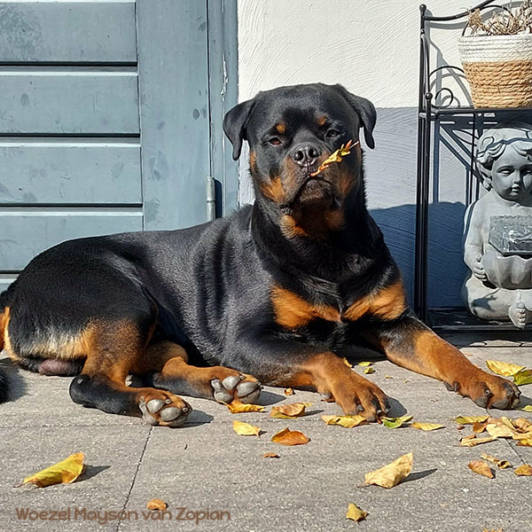 woezel-mayson-van-zopian