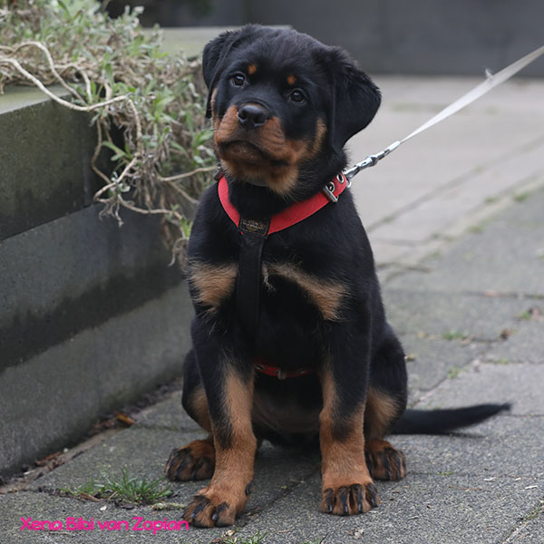 xena-bibi-van-zopian