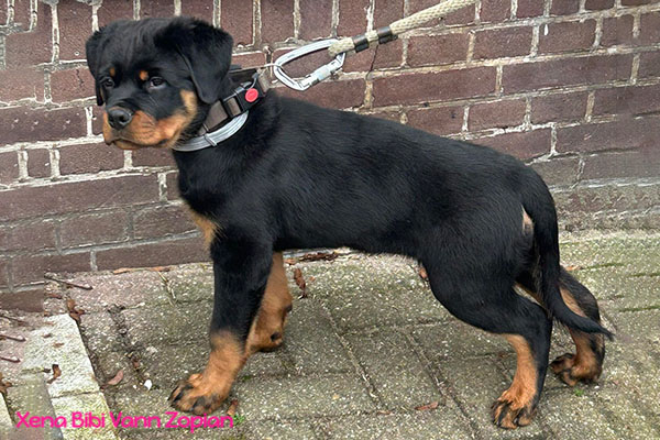 xena-bibi-van-zopian