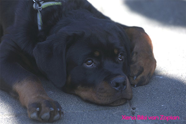 xena-bibi-van-zopian
