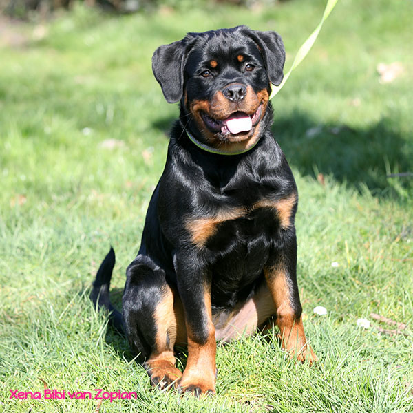 xena-bibi-van-zopian