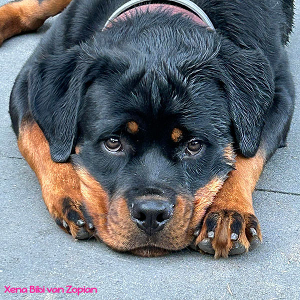 xena-bibi-van-zopian