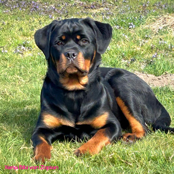 xena-bibi-van-zopian
