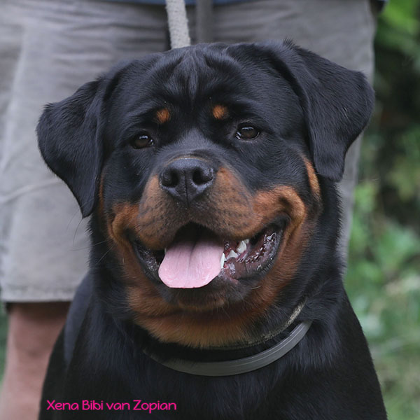 xena-bibi-van-zopian