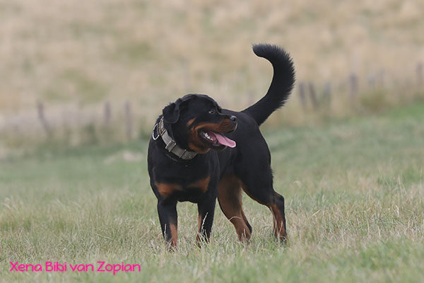 xena-bibi-van-zopian