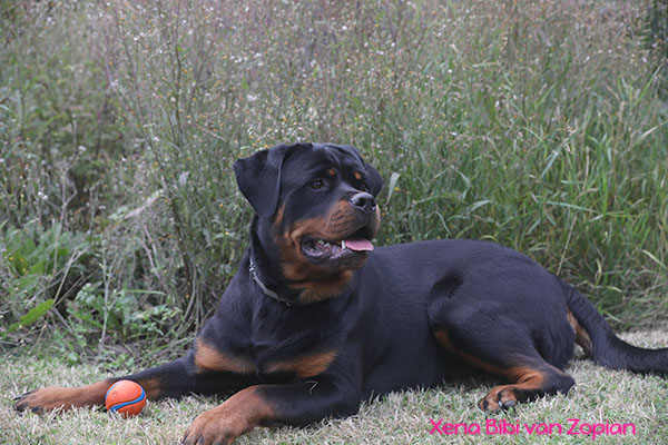 xena-bibi-van-zopian