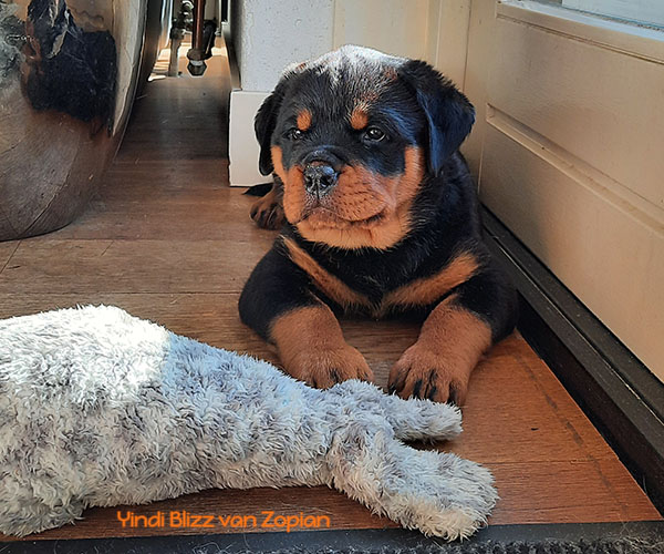 yindi-blizz-van-zopian