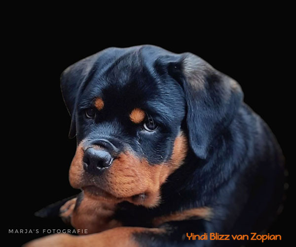 yindi-blizz-van-zopian