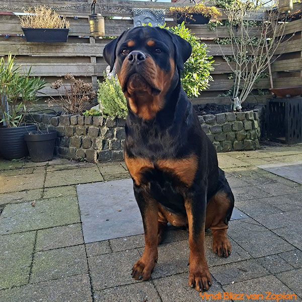 yindi-blizz-van-zopian