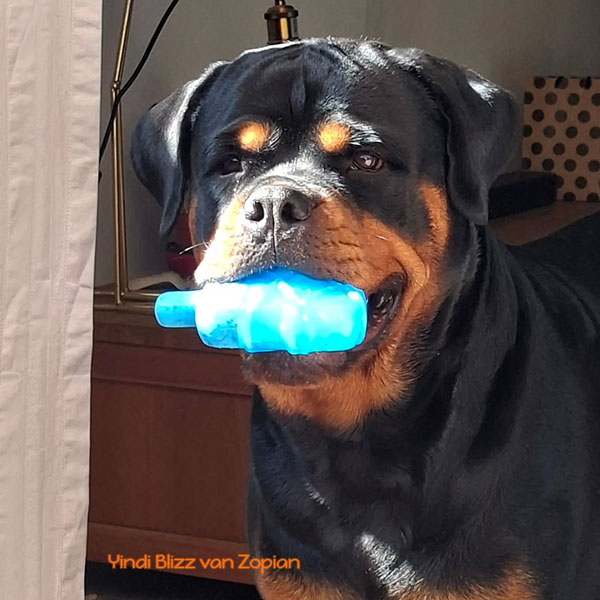 yindi-blizz-van-zopian