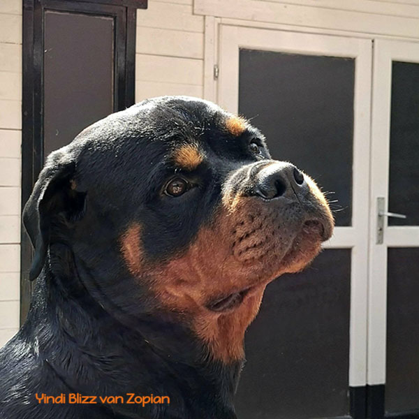 yindi-blizz-van-zopian