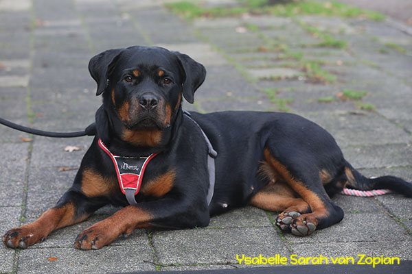 ysabelle-sarah-van-zopian