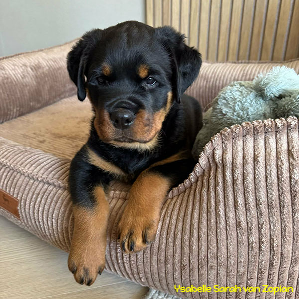 ysabelle-sarah-van-zopian