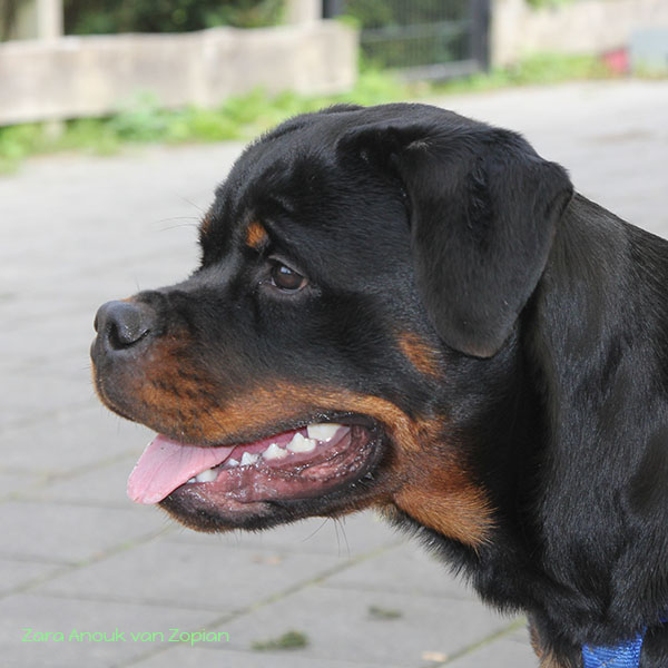 zara-anouk-van-zopian