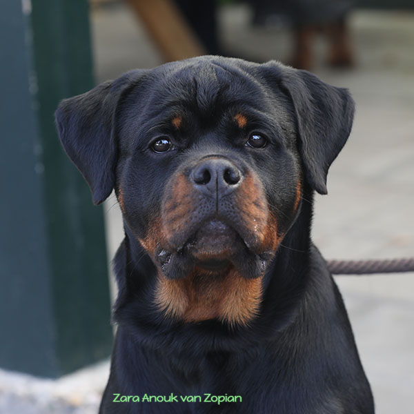 zara-anouk-van-zopian