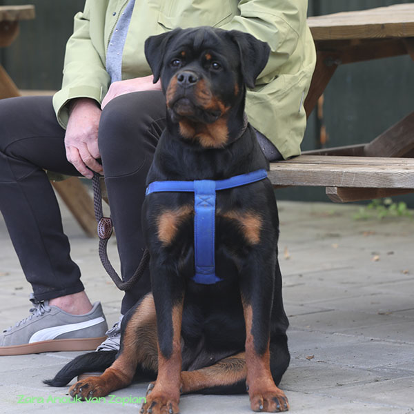 zara-anouk-van-zopian