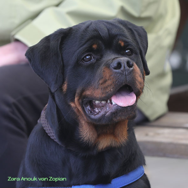 zara-anouk-van-zopian