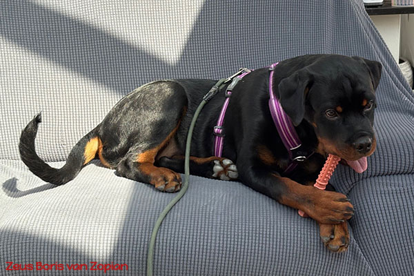 zeus-boris-van-zopian