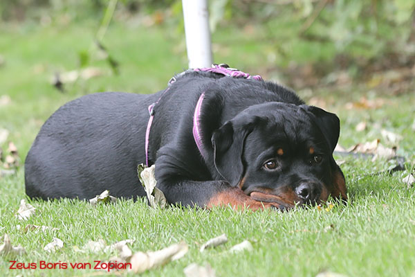 zeus-boris-van-zopian