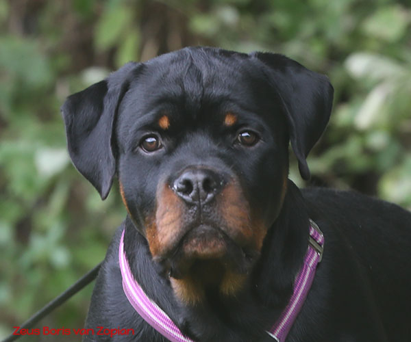 zeus-boris-van-zopian