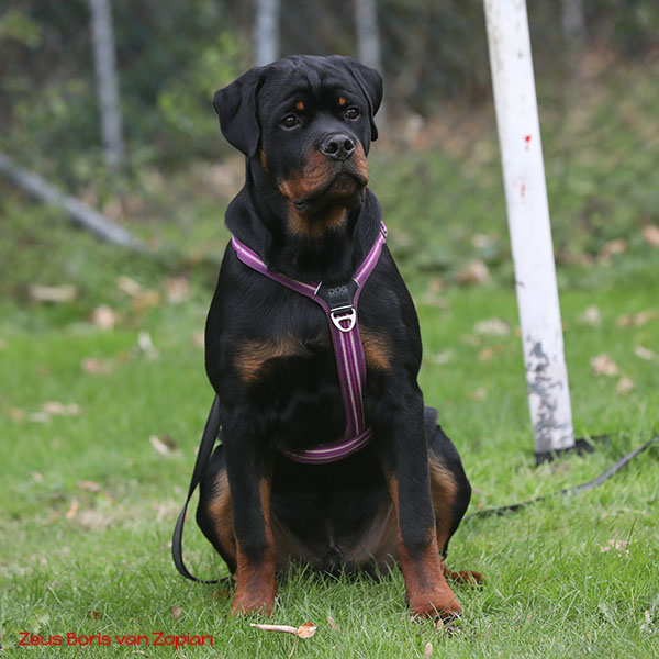 zeus-boris-van-zopian