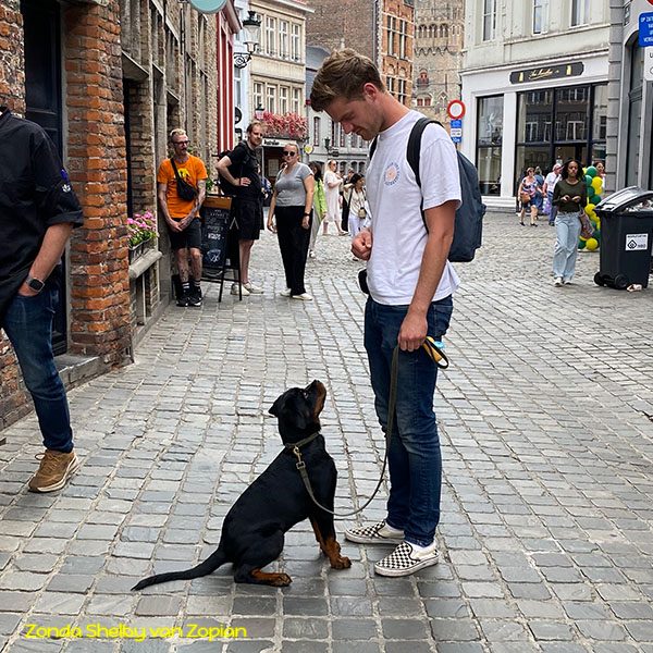 zonda-shelby-van-zopian