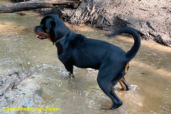 zonda-shelby-van-zopian