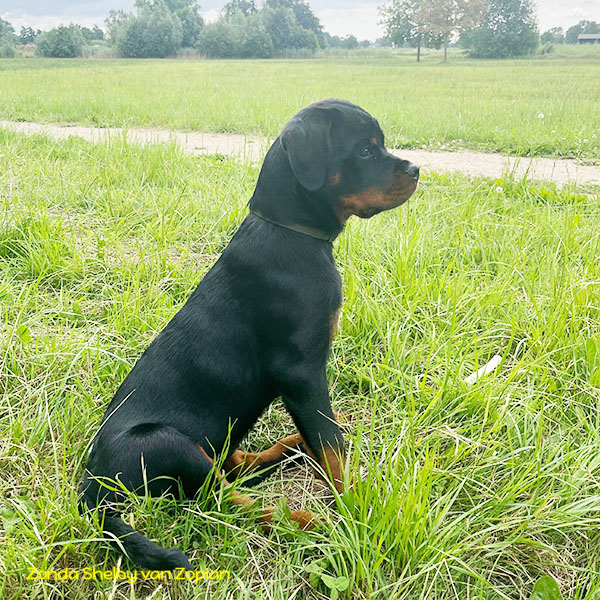 zonda-shelby-van-zopian