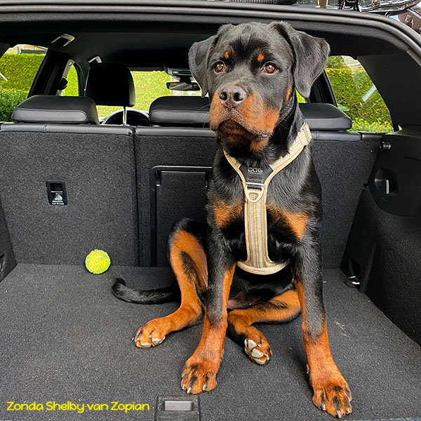 zonda-shelby-van-zopian