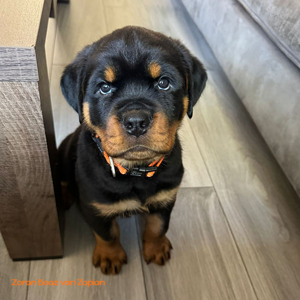 zoran-boaz-van-zopian