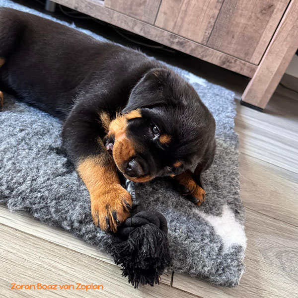 zoran-boaz-van-zopian