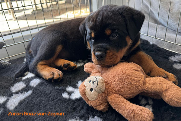 zoran-boaz-van-zopian