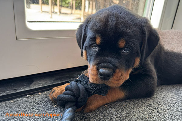 zoran-boaz-van-zopian