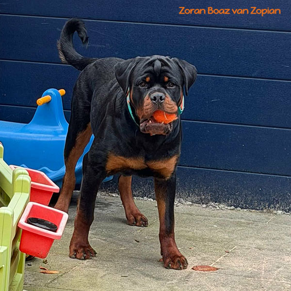 zoran-boaz-van-zopian