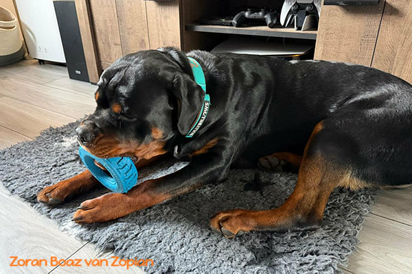 zoran-boaz-van-zopian