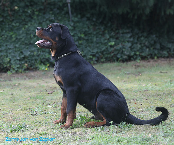 zorro-jan-van-zopian