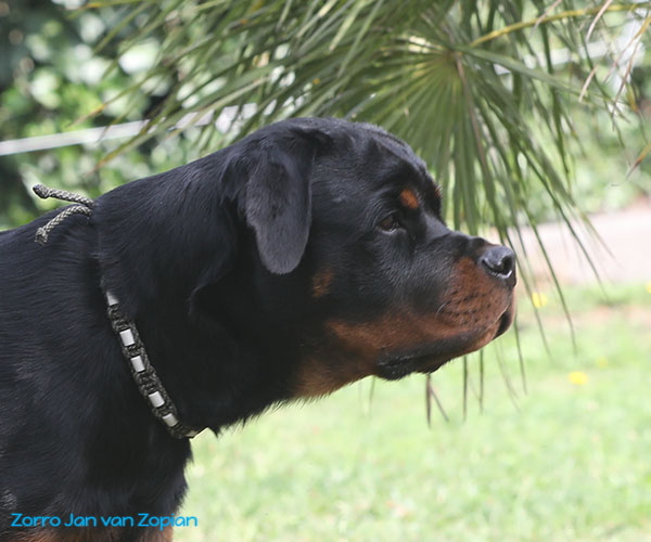 zorro-jan-van-zopian