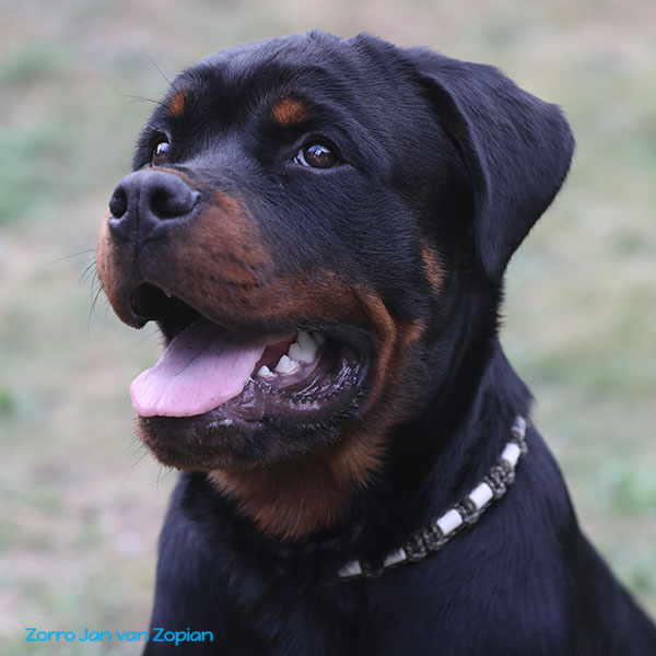 zorro-jan-van-zopian