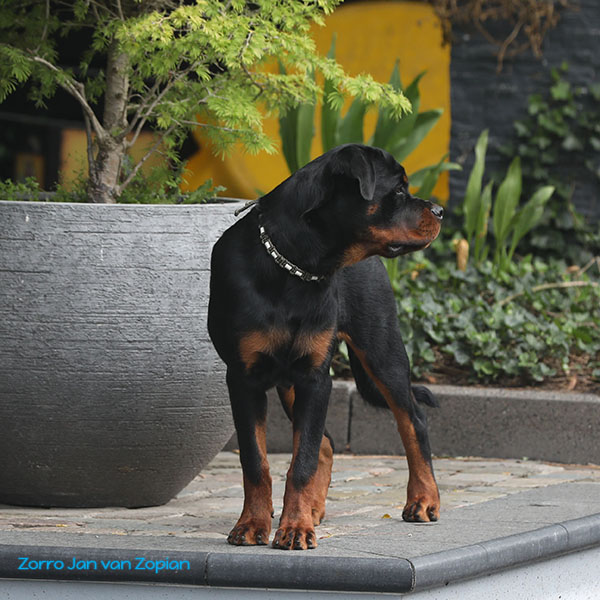 zorro-jan-van-zopian