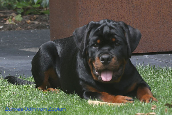 zurxes-odin-van-zopian