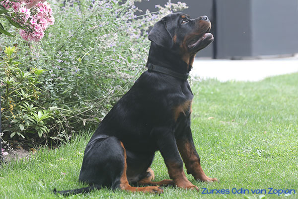 zurxes-odin-van-zopian