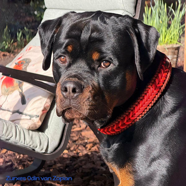 zurxes-odin-van-zopian