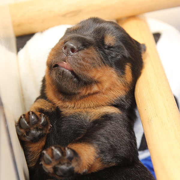 Z-nest week 2 pupfoto 2b