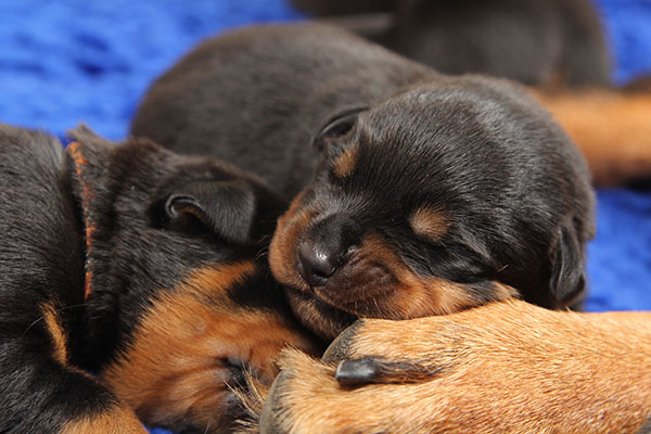 Z-nest week 2 pupfoto 2c