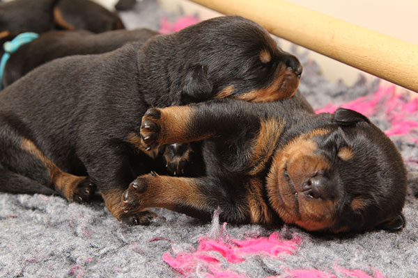 Z-nest week 2 pupfoto 2i